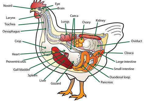 Translate chicken crop in Tagalog with examples .